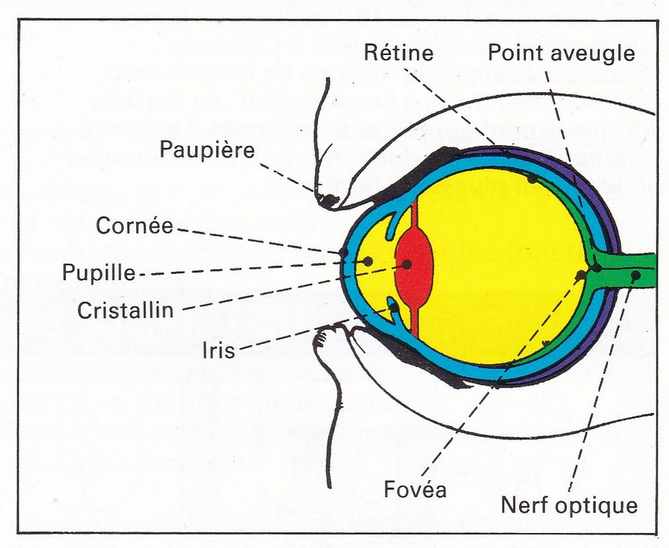 Eclairage-œil-.jpg