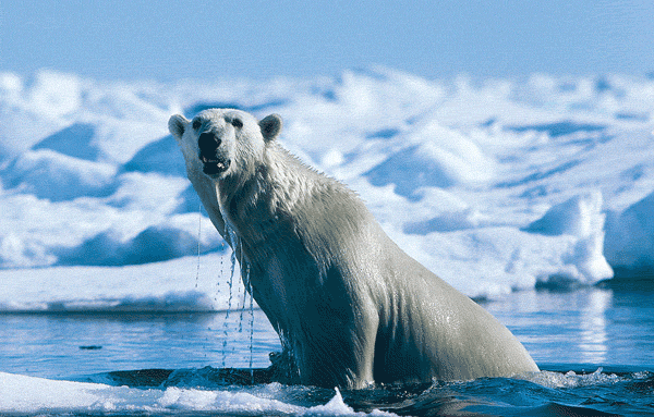 ours-blanc.gif
