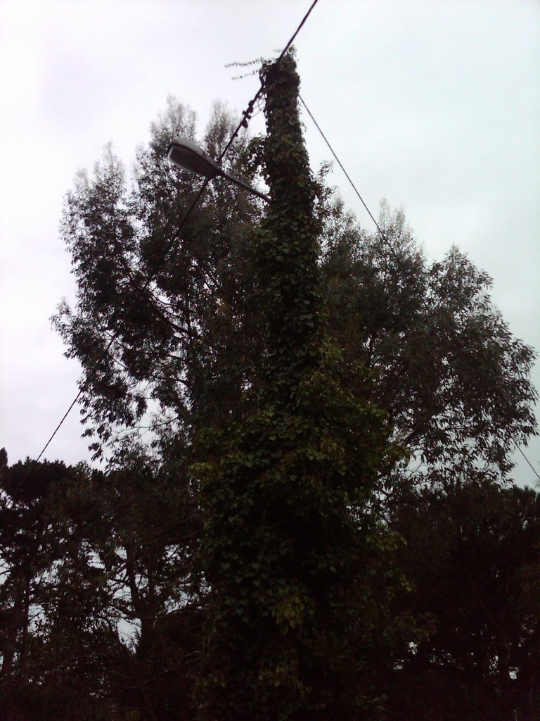 IMG00172-20101227-1619 - Copie.jpg