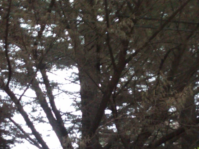 IMG00170-20101227-1616.jpg