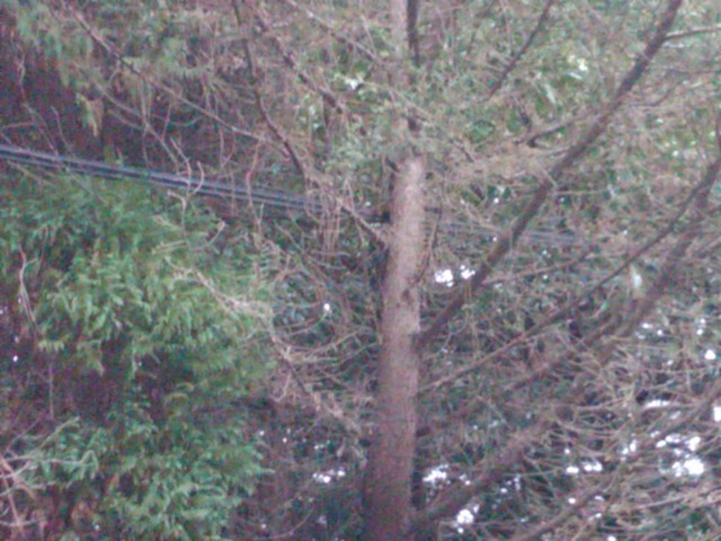 IMG00169-20101227-1616.jpg