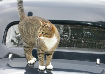 Chat malle traction.jpg